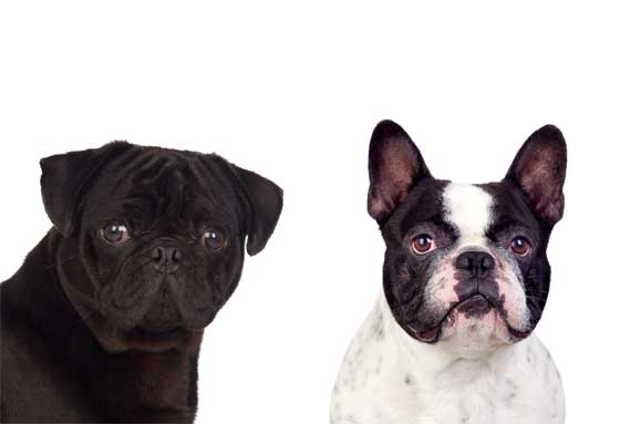 Hunde mit Atemgeräuschen